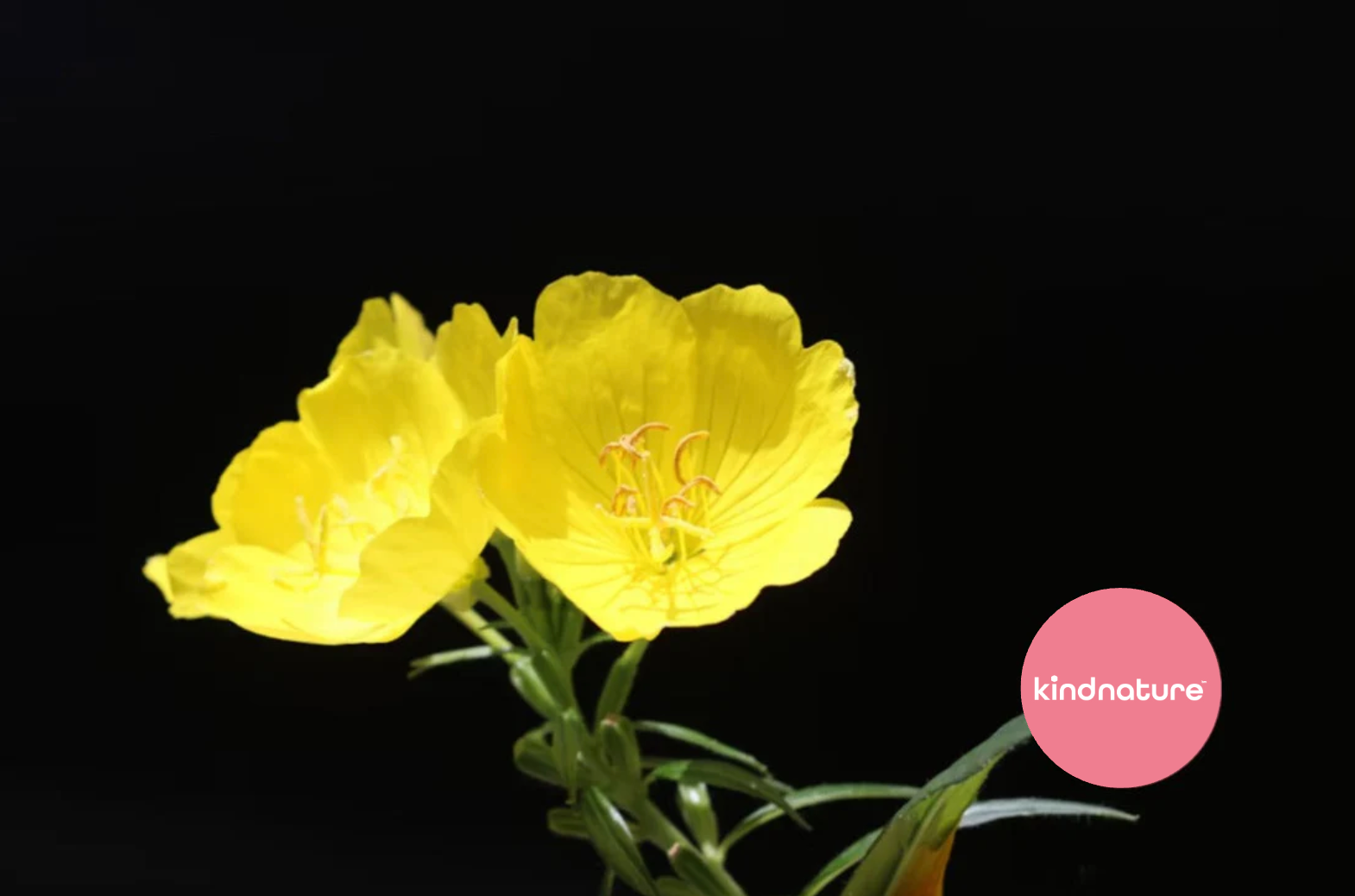 Evening Primrose Oil Benefits