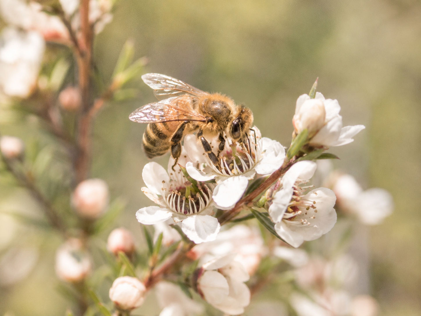 Manuka Honey vs Regular Honey: What Makes Manuka Worth the Price?